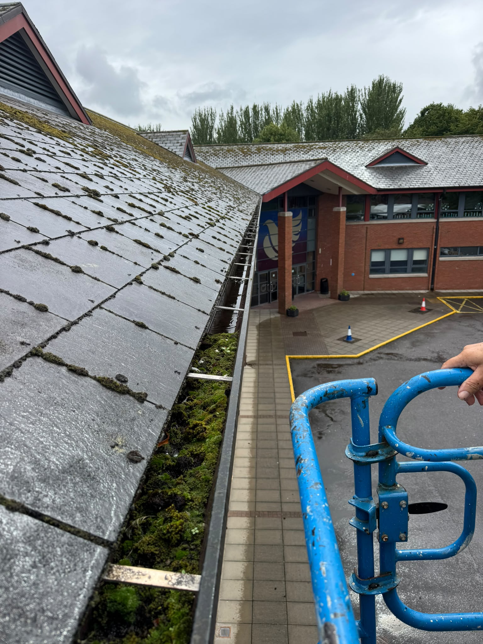 Moss packed along a school roofline gutter before clearing
