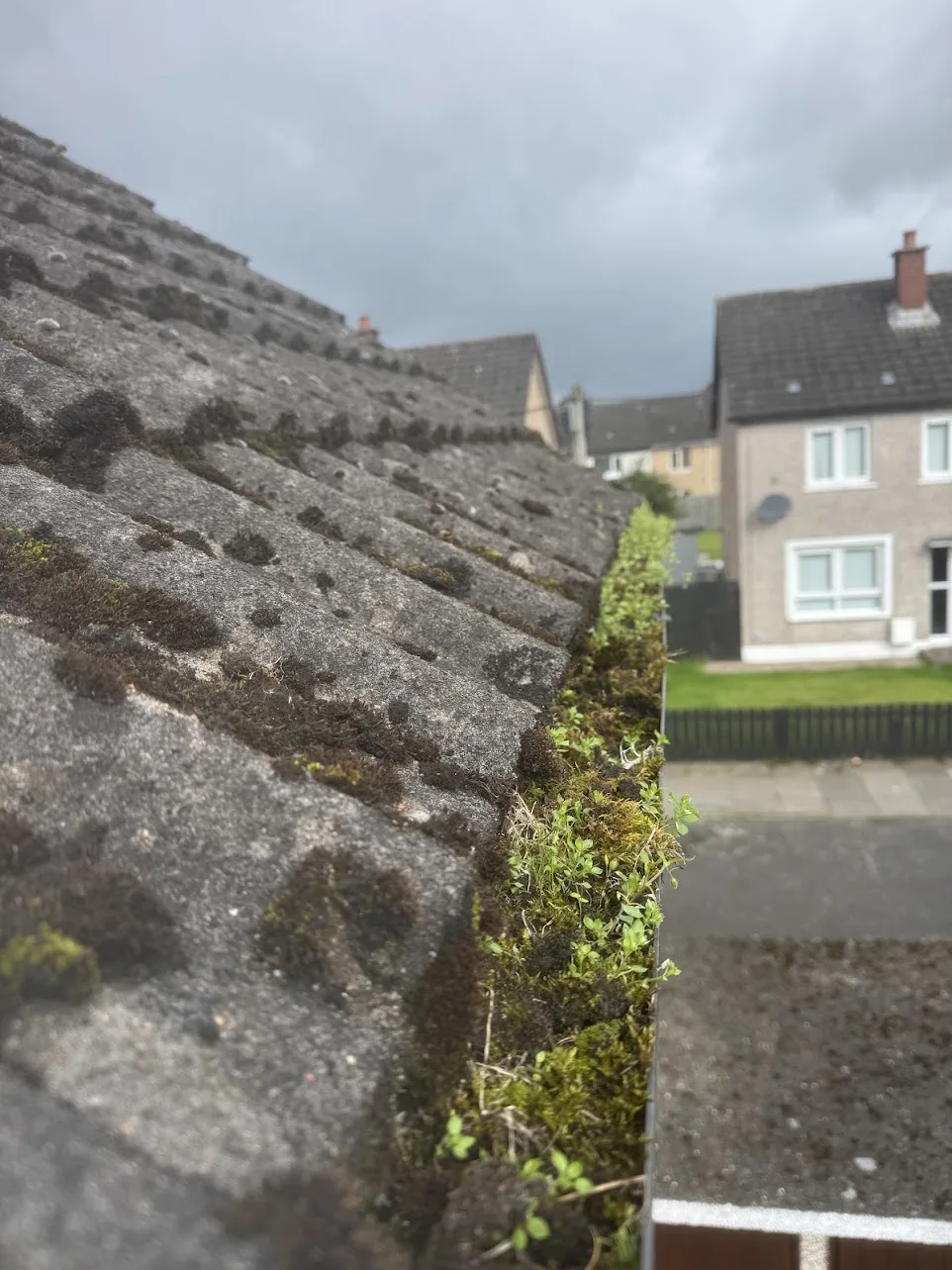 Back gutter on a Lisburn house packed with moss and weeds growing out of it